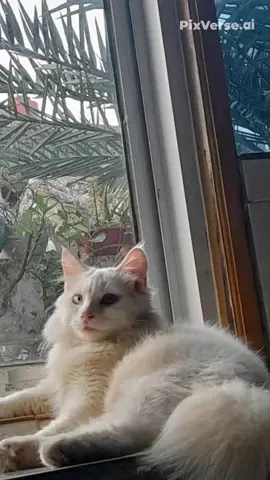 #promomakan1111 #fypシ゚viral #catloverindonesia #aiart 