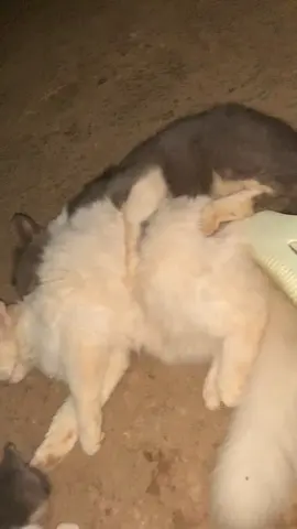 enak miaww#catlover #kucinglucu #fyp #kucingrandom #like 