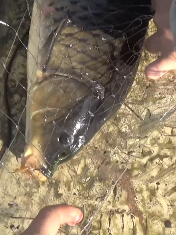 I found a very cool place and caught a lot of crucian carp.#fishing #lift #fish #lake #float 