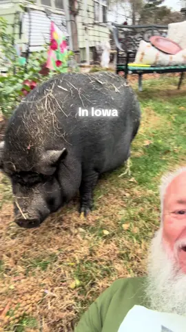 Visiting family on the farm #wildlifeeducation #AnimalFacts #natureeducation #wallacethewarthog #wildlifeawareness  #educationalcontent #learnwithme #animalsofinstagram #wildlifephotography #parrotsoftiktok #wildanimals #learnaboutanimals #animalplanet #wildlifeexplained #naturelovers  #wildlifeenthusiast #wildlifevideo #animalbehavior #Wallacewarthog #DidYouKnow  #warthogs #wildlifelovers #sarasotaparrotconservatory  #animaleducation #naturedocumentary  #wildlifelearning #sarasotaparrotconservatory #animals101 #discoverwildlife #animalsoftiktok