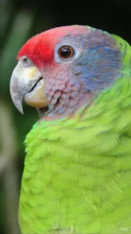 #PapagaioFofoqueiro 🦜 #amigocaloteiro #fofocadaboa #lourofofoqueiro 🤣🤣🤣🤣