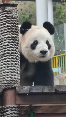 #độngvật #gấutrúc #panda #phivan 