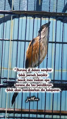 #Cendetjettlee #Cendetborneo #dhotSF #Penikmatproses #Pencetakamatir 