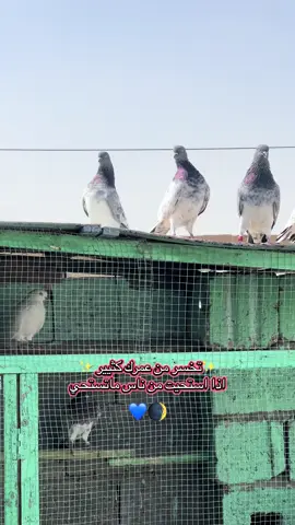 موو. لو مو.  موو🤷🏻😅💙🌒🫀:#هلاوالله_اخوتي✅🦅 @🦅✅مروان ابن الفلوجه ✅🦅 @🇮🇶✨mrwan/مروان #لاتنسوا_لايك_ومتابعة_وحركة_الاكسبلور #حبايب_قلبي #حته_استمر_بلنشر🇮🇶 #اتشرف_بمتابعتكم_لحسابي 