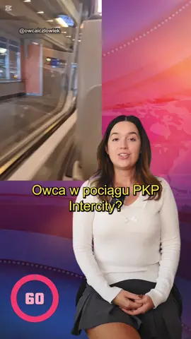 Owca w pociągu PKP Intercity? W pociągu PKP Intercity jadącym z Krakowa do Warszawy doszło do niecodziennej sytuacji: jedną z pasażerek była… owca w pieluszce. #newsnadziś #newsnadzis 