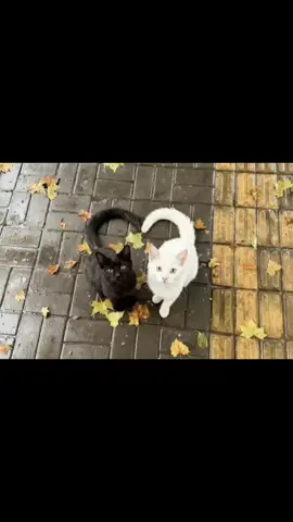 #فيروز #like #fyp 