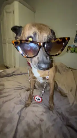 #dlaciebie #dlaciebie #dog #foryoupage 