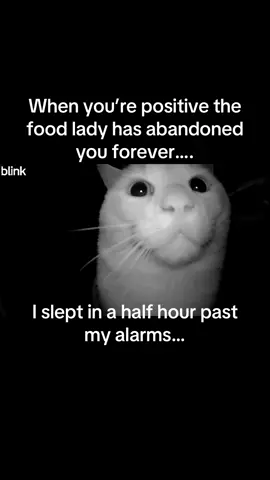 Poor bubs 😂😂 #feral #catlover #fyp 