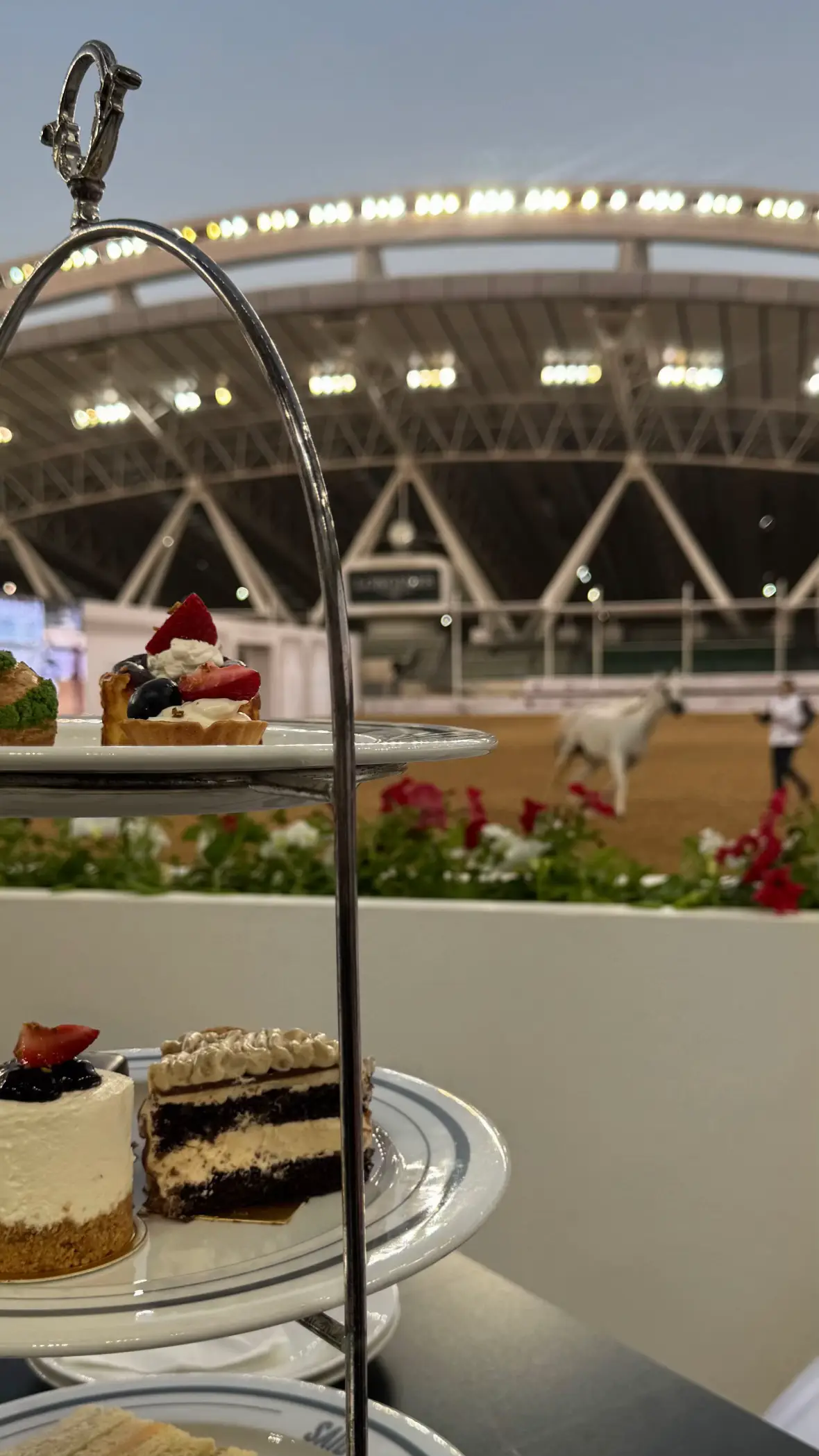 #alshaqab #horses #tiktokviral #viral #comment 