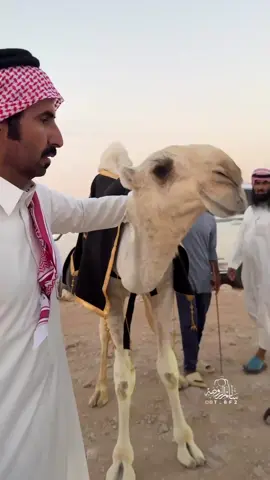 الحاصل على المركز لول مخلفات الهقاوي🥇#سنابي_بالبايو🤍 #عطايا_الله🐪 #قطر 