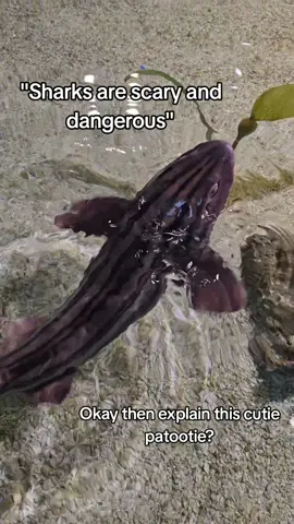 Her name is Splotch and she is a pyjama catshark and I would do anything for her 🦈 #Sharks #realize #aquarium #fish 