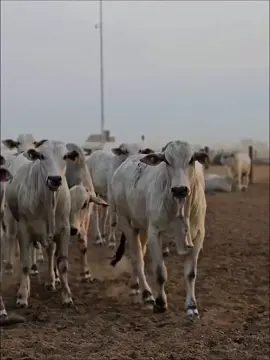 #CapCut #gusttavolima 