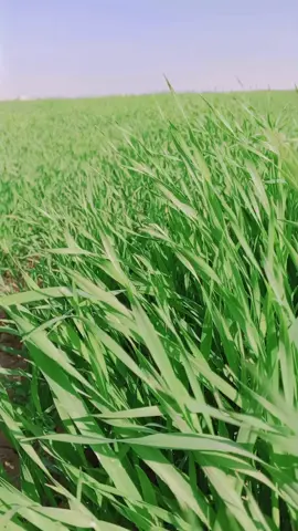 #تصميم_فيديوهات🎶🎤 #تفاعلكم_يشجعني_على_استمرار🙂🖤🦋 #الشعب_الصيني_ماله_حل😂😂 #وهيكااا🙂🌸 