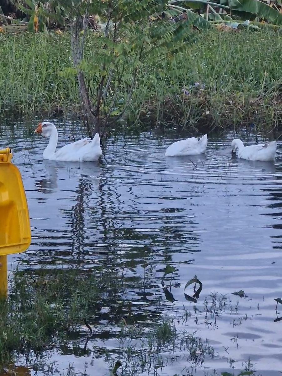 #ทำไปเรื่อยๆ #นครสวรรค์หวานเจี๊ยบ #งามใส้ #ห่านน้อย🦢🦢 
