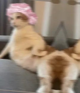 cllka badn dadka kadaye  love srr 😂👍