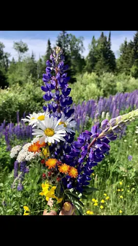 If you know me you know how much I love Lily’s and Lupins (all pics from Pinterest) #favouriteflower #pinterest #flower #flowers #lilys 