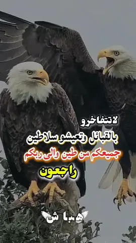 #الصحراء_الغربية 🇸🇩#الشعب_الصيني_ماله_حل😂😂 