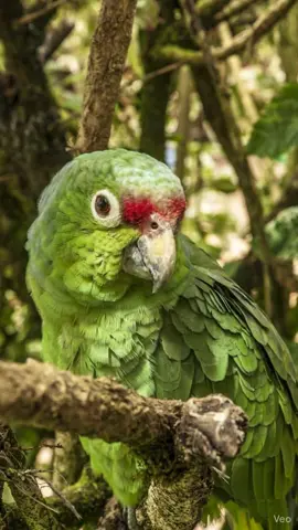 #LouroZeca Fofoqueiro #FofocaDaRua #ViralDoDia #HumorTikTok #papagaioengraçado 