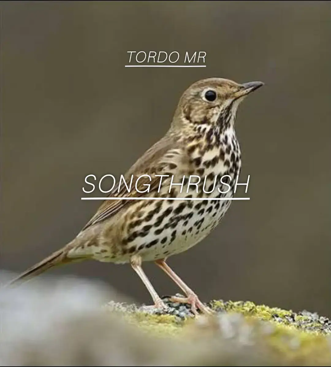 Song Thrush (Turdus philomelos) The Song Thrush is a medium-sized songbird known for its powerful and melodic voice. It often repeats short musical phrases, making its song easy to recognize. The Song Thrush is highly territorial, especially during the breeding season, and uses its strong calls to mark and defend its area. It is active mainly in the early morning and throughout the day, and its songs play a key role in communication, attraction, and dominance among other birds. There are better tones we can discuss depending on whether you want them for night or daytime. Don’t hesitate to contact us. +961.76.40.45.16.