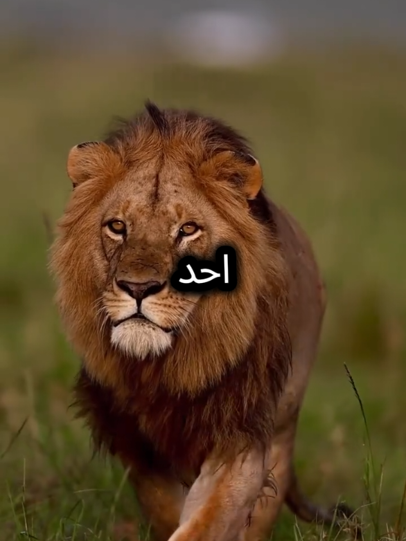 جعلتني الحياة شخص هادئا جدا  #اقتباسات_عبارات_خواطر #خواطر #عبارات #اقتباسات #تصميم_فيديوهات🎶🎤🎬 