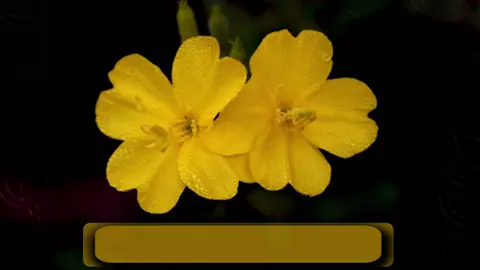 سبحان الخالق 