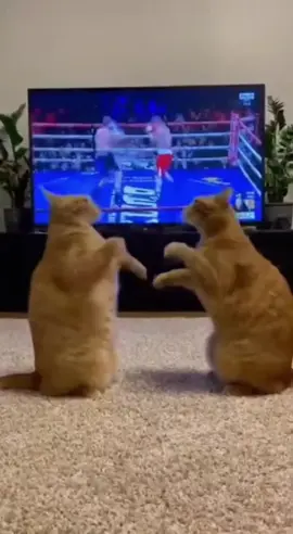 bingung mau nonton yang mana 🤣🤣 #BelajarAi #kreatortiktok #kucingimut #kucinglucu 