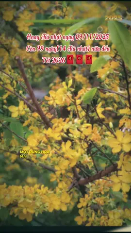 Còn 99 ngày nữa là đến tết thật rồi mn ơi..! #tet2026 #nhacxuan #capcutpioneer #capcut #pioneertemplate 