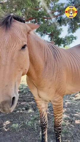 Untrusting Zorse (Zebra-Horse Cross) finally bonds with his rescuer by getting his ears scratched #horse #zebra #animals 
