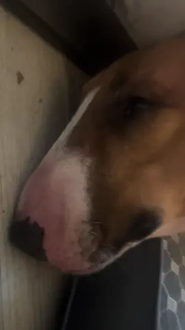 Giờ e buổi tối chỉ xuống 5-10' đi vệ sinh ai đến quán may mắn thì gặp e nha . Chứ chủ e cũng không gọi xuống tiếp khách đâu ạ 🤭🤭 chủ e thương e lắm nên xuống hay không là tuỳ e thuiii 🤣🤣🤣#tamcongchua #mrgold @Quán Nướng Trong Ngõ 