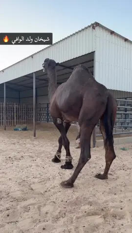 شيخان ولد الوفي  ال غضيض حلوا دبل 🔥🔥🤌🏻🔐#creatorsearchinsights 