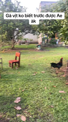 #xuhuong #yêuđộngvật  #giaitri 