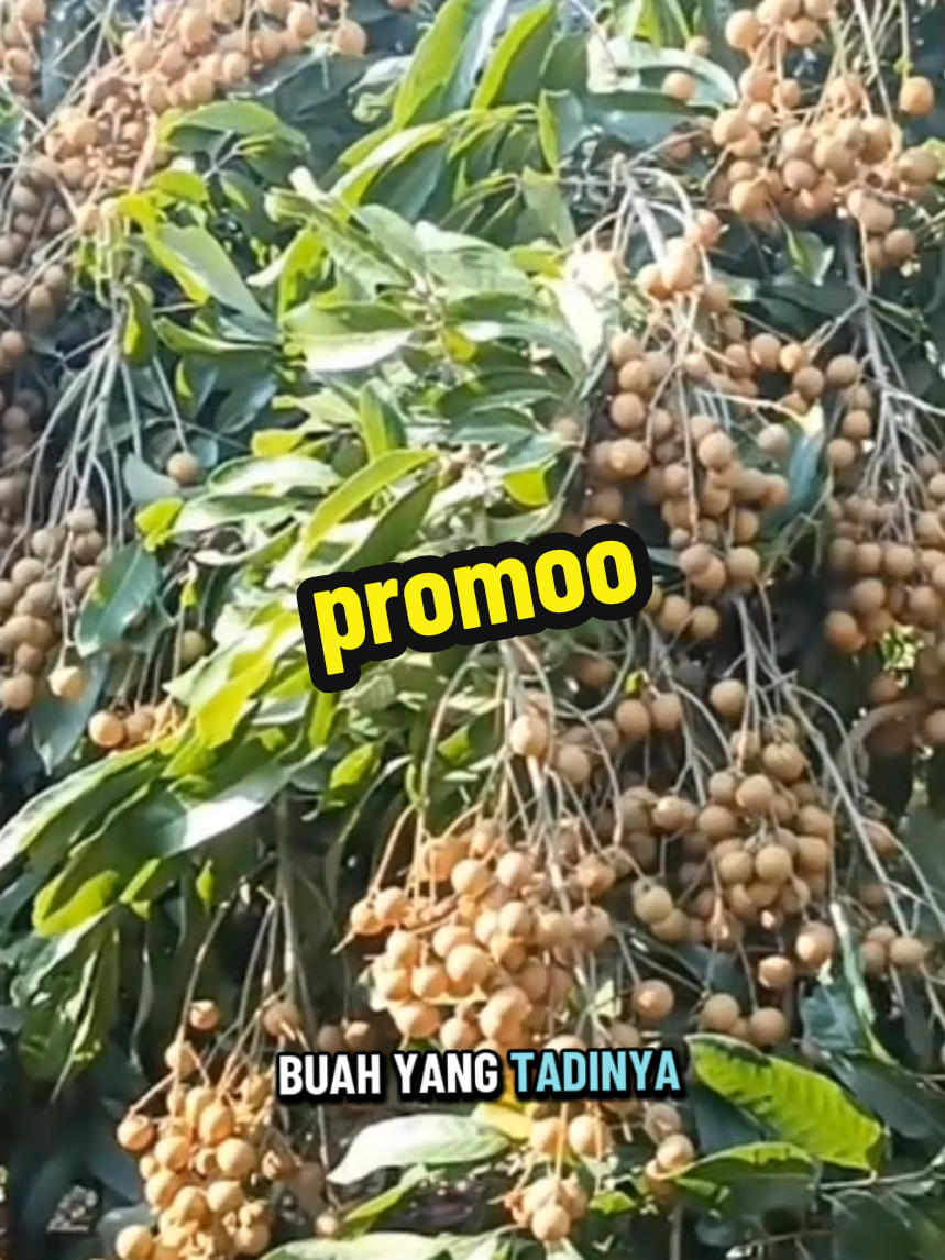promo 4pcs 10hn#pyfツ #petaniindonesia🇮🇩🇮🇩🇮🇩🌿🌿 