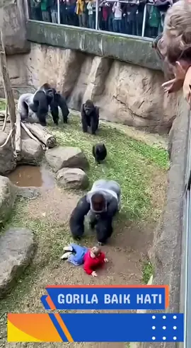 Gorila baik hati, menolong bocil yang terjatuh ke kandangnya. #gorila #baikhati #menolong #bociljatuh #kandang