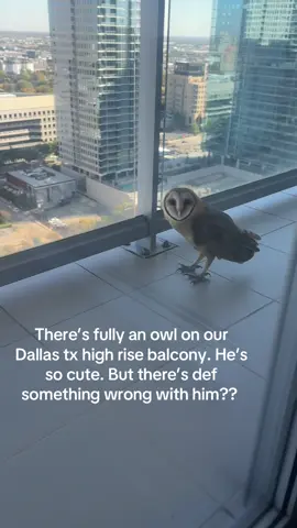 Has anyone ever seen an owl in daylight on a high rise balcony?? 🥺 #fyp #foryoupage 