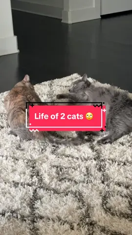 Life of 2 cats 😒 #funny #funnycatsoftiktok #stepbrothers #fyp 