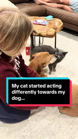 I couldn’t believe how sweet this was 😭🙏  River just wanted to help his brother Oakley too🥲 #dogandcat #dogandcatlove #catanddog #catanddoglove #dogsandcats 