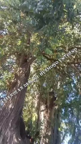 lindos terrenos en DERQUI paso contacto