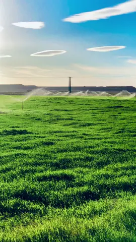 #سيمليكس_200✈️✈️👿  #سمليكس_تيڤر_اكينوا_ليفان_صنيا_جيفاتي_إلخ #جلفة_مسيلة_بوسعادة_لغواط_بسكرة #سيمليكس_تيڨر،ـــ👿200cc✈️✈️👿 