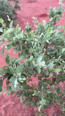 #burkinatiktok🇧🇫 