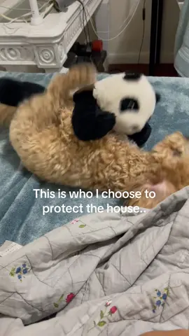 Protection dog #dog #dogsoftiktok #toypoodle #fyp