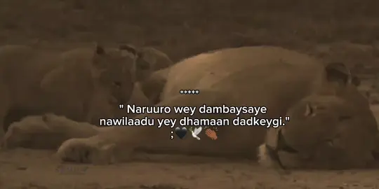 Nawilado yey dhaman dadkeygoww.