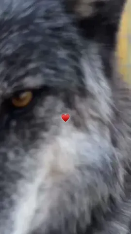 ♥️🐺.                                                      #keeperofthewolves #foryoupage #packpeculiar #savewolves #wolves 
