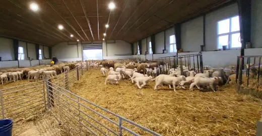 Szépen nőnek a bárányok 😊 #foryou #fyp #nekedbe #bárány #prünyifarm 