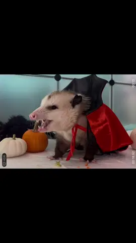 spooky vampire and his bat sister 🦇🧛🏼 his fangs were perfect for the part ❤️  #opossumsoftiktok #halloween #vampire #PetsOfTikTok #spooky 