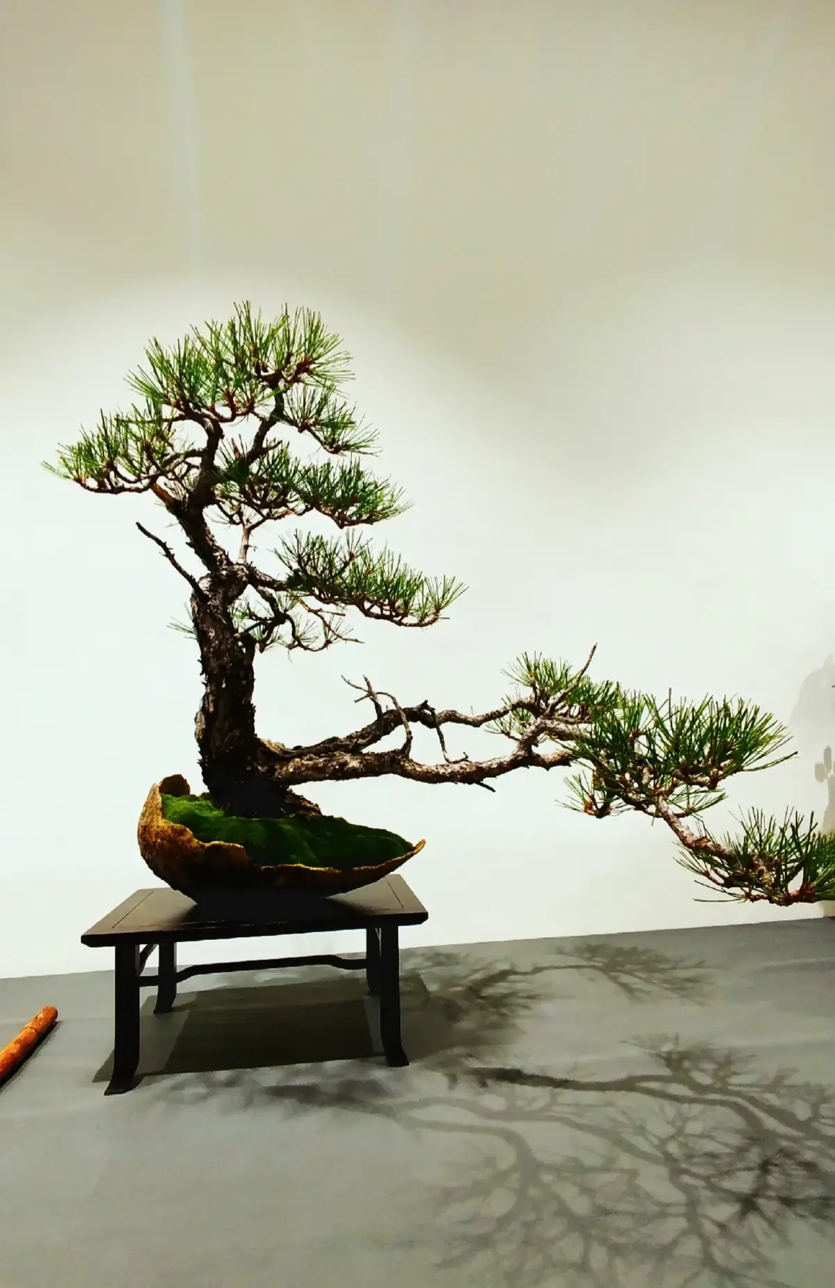 🤩 ¡Bonsái en 60 Segundos! 🌳 (