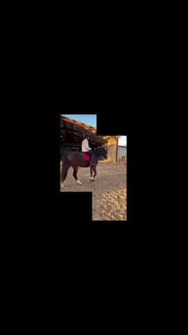 Séance du 8 novembre ❤️ #pourtoii #foryoupage❤️❤️ #for #viralvideos #equestrian 