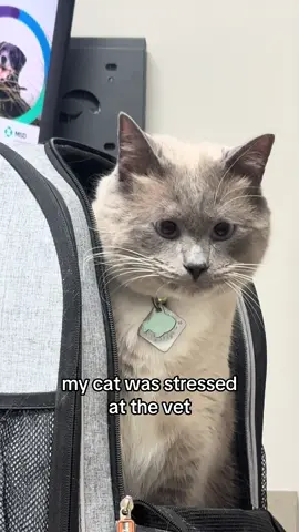 muffin’s fine guys #fypシ #catsoftiktok #cattok #foryoupage #fyp 