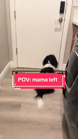 Heard her bark in the back hallway realized she was probably staring at the door waiting for Ella to come back inside. Such the hard knock life 😂@Ella #cavalierkingcharlesspaniels #funwithfletchers #fletcherpack #jakeandella #fyp