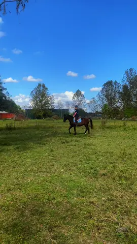Progress on progress 🥹🥹 #equestrian #morganhorse #horses 