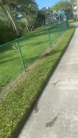 POV me with wild Florida animals 😂 #pov #animals #floridacheck #views #storytime #morning #fyp 